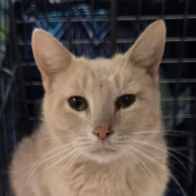 An adult medium-sized female Buff / Tan / Fawn Domestic Short Hair cat named 106710 for adoption in Las Cruces, NM