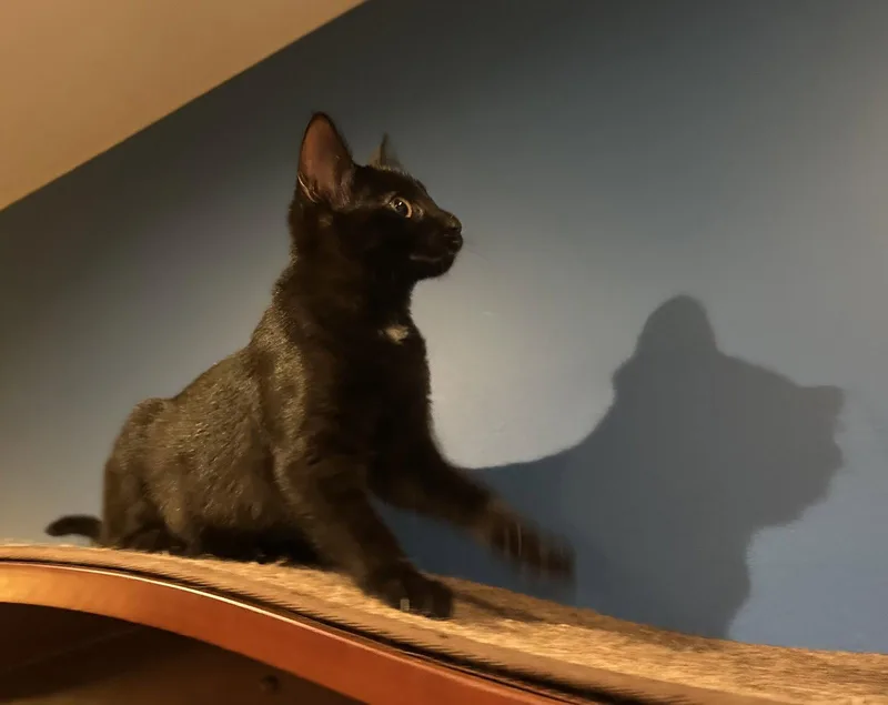 A baby medium-sized female Black Domestic Short Hair cat named Astra for adoption in Wheaton, IL
