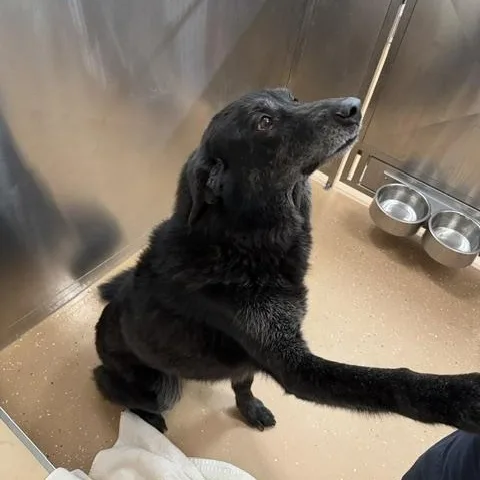 An adult large-sized male Black Labrador Retriever dog named Bear for adoption in Allen, TX