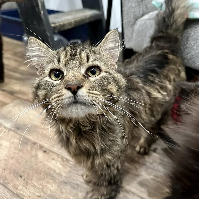 An adult small-sized male Brown / Chocolate Domestic Medium Hair cat named Lord Terragon for adoption in Leechburg, PA