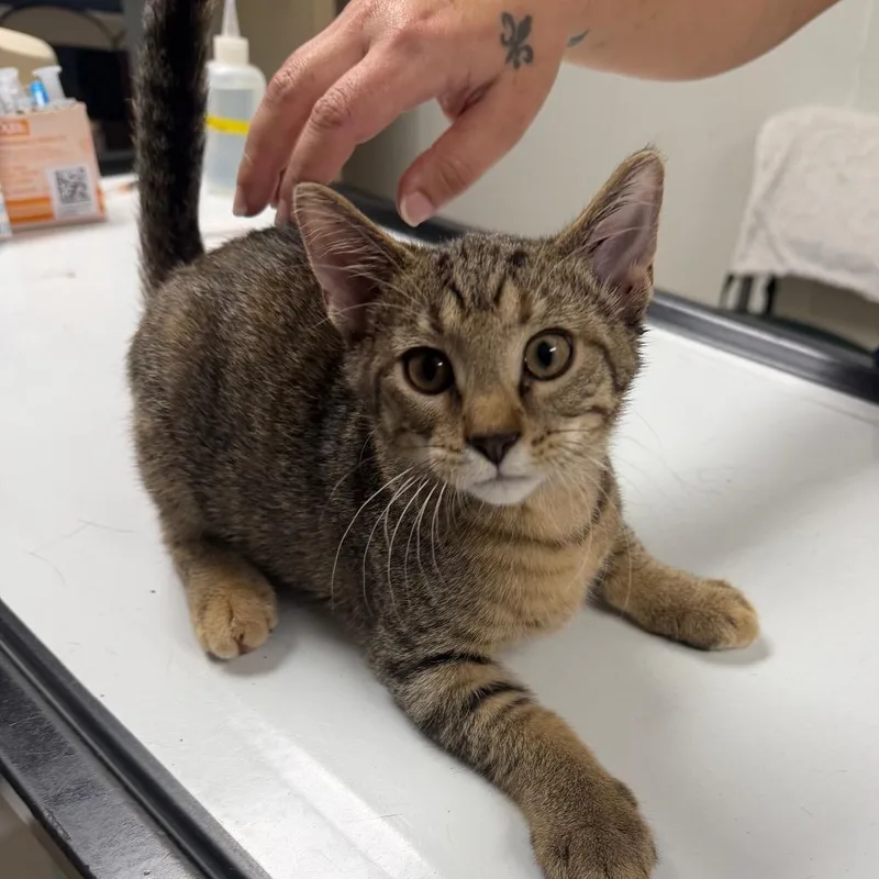 A baby small-sized female Brown / Chocolate Domestic Short Hair cat named Hannah for adoption in Canton, IL