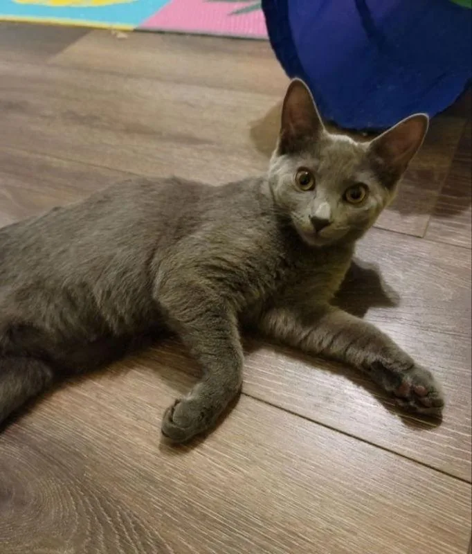 Chrissie Hynde thumbnail 2