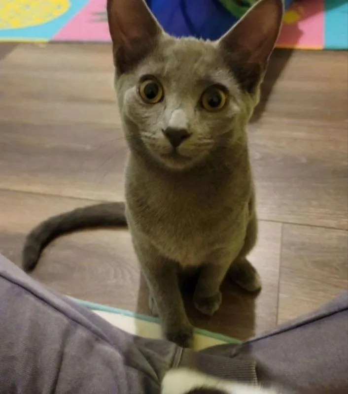 Chrissie Hynde thumbnail 3