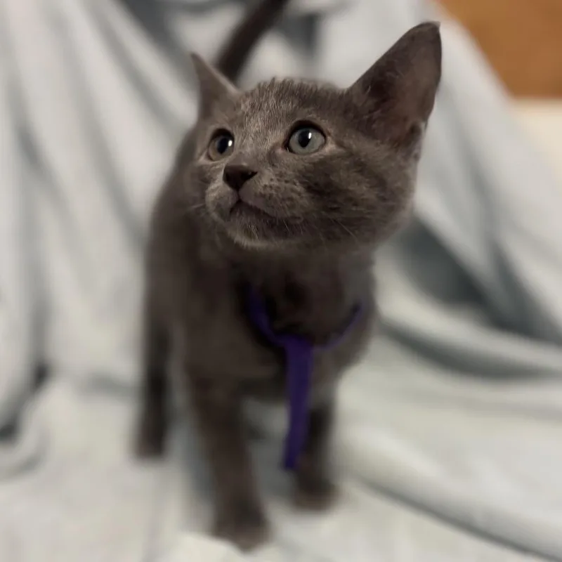 A baby small-sized female Gray / Blue / Silver Domestic Short Hair cat named Penny for adoption in Point Richmond, CA