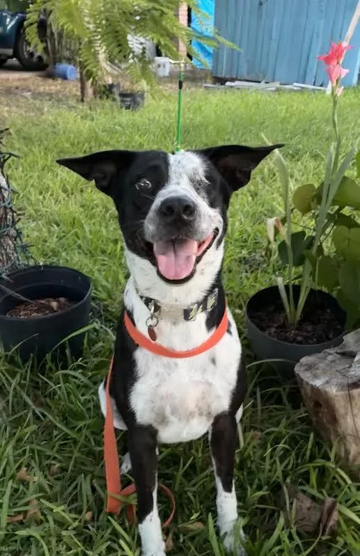 An adult medium-sized female Australian Shepherd dog named Lola for adoption in McAllen, TX