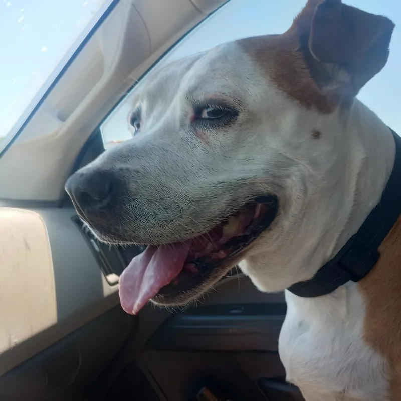 A senior large-sized female Mixed Breed dog named Pam for adoption in Galveston, TX