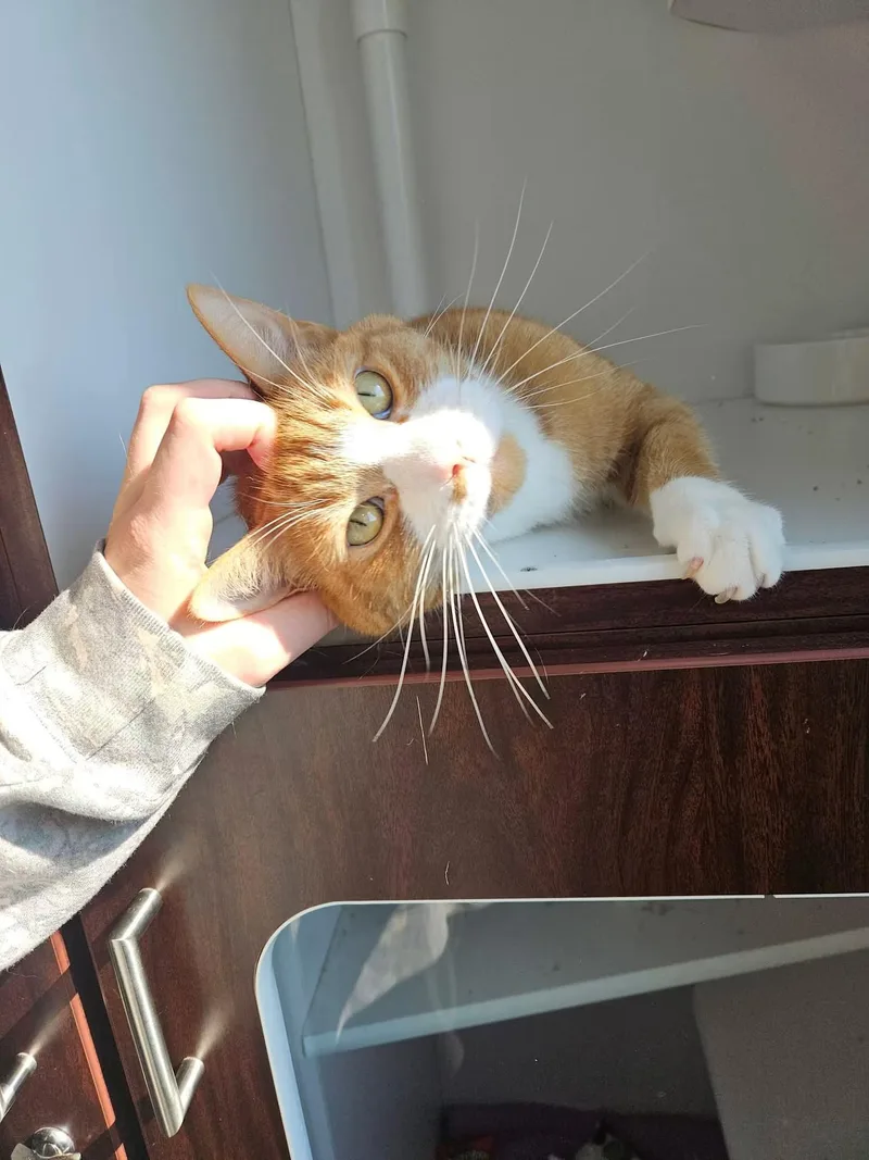 An adult large-sized male Orange & White Domestic Short Hair cat named Grande for adoption in Sterling Heights, MI