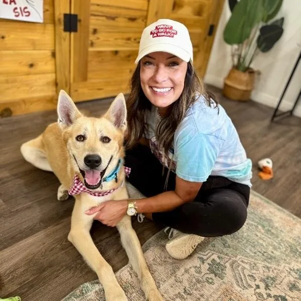 A young medium-sized male Yellow / Tan / Blond / Fawn German Shepherd Dog dog named Waffles The Sunlit Sweetheart for adoption in Friendswood, TX