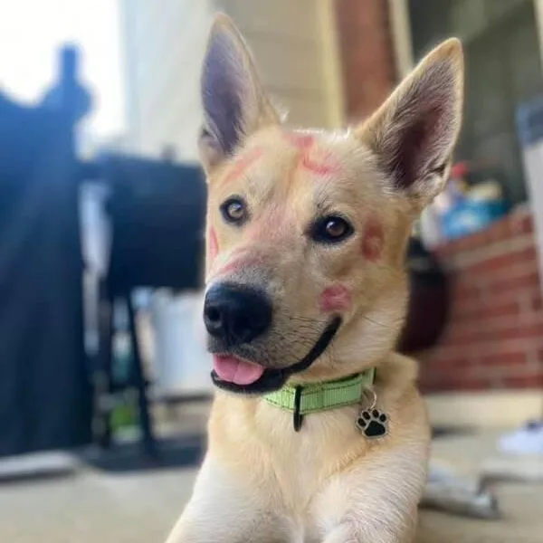 Waffles The Sunlit Sweetheart thumbnail 4