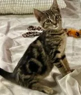 A baby medium-sized female Domestic Short Hair cat named Alice for adoption in Chesapeake Beach, MD