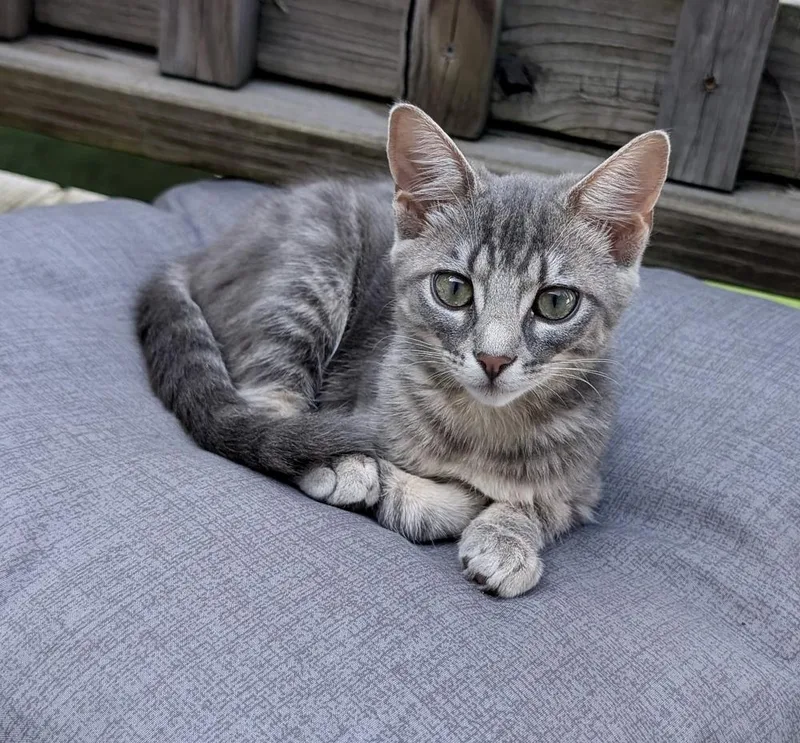 A baby small-sized female Gray / Blue / Silver Domestic Short Hair cat named Dolly for adoption in Pulaski, TN