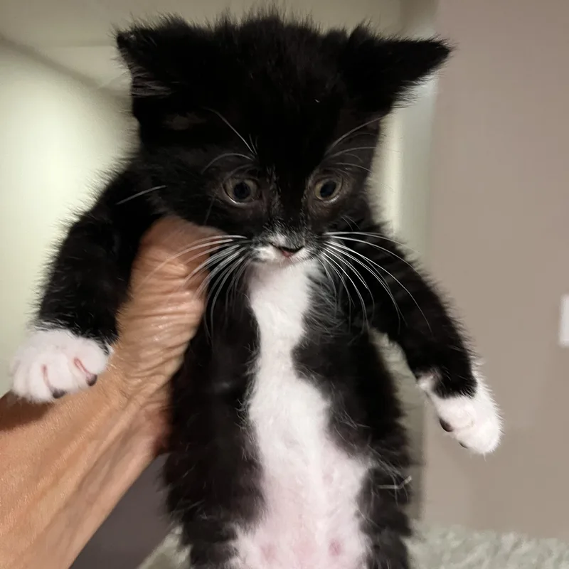 A baby medium-sized female Black & White / Tuxedo Domestic Short Hair cat named Andrea for adoption in South Euclid, OH