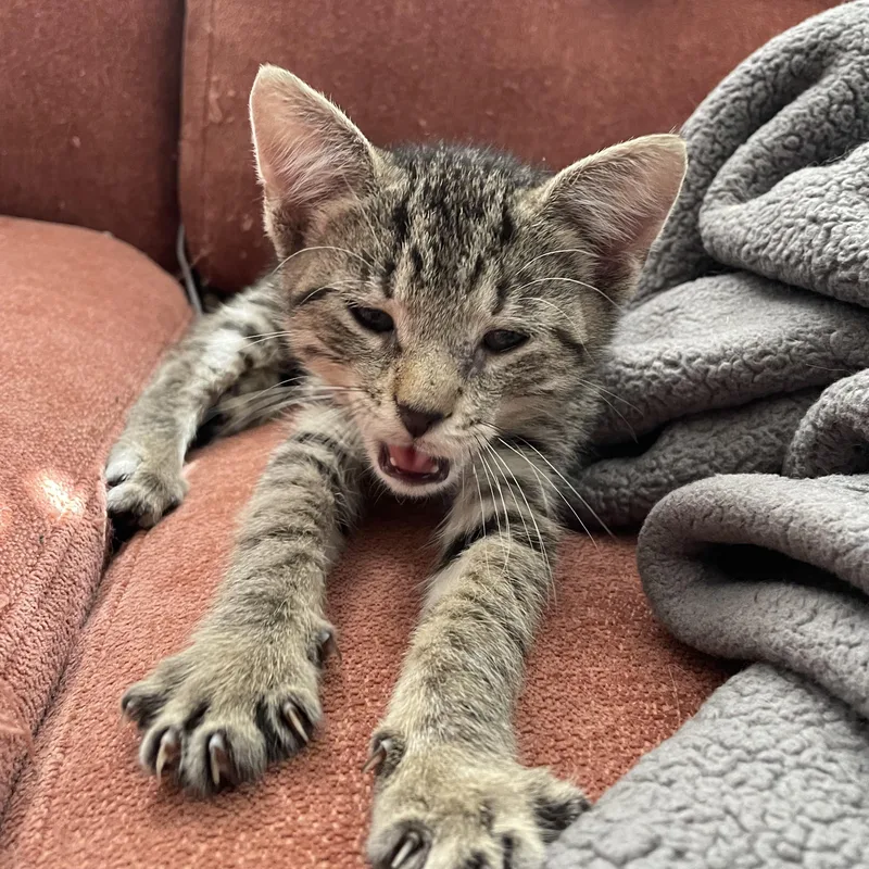 Wazowski thumbnail 3