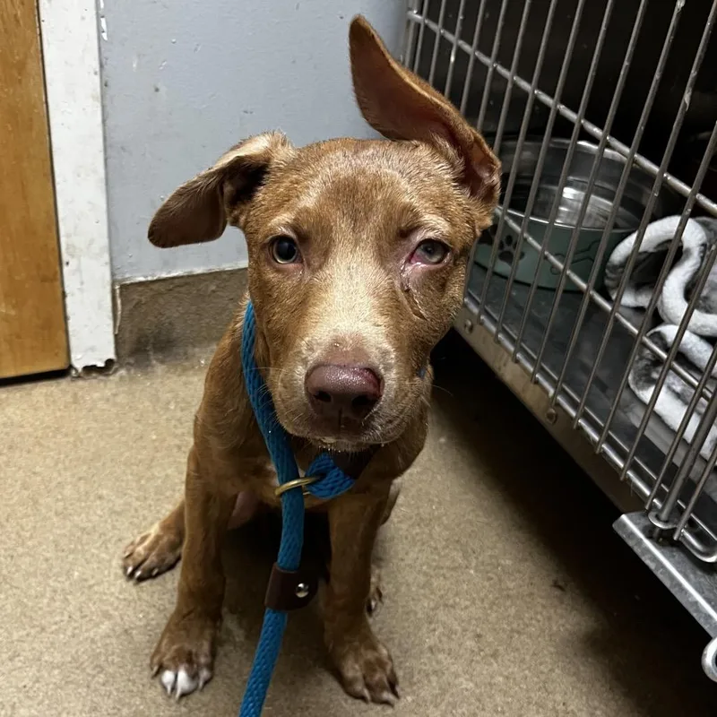 A baby small-sized male Brown / Chocolate Mixed Breed dog named Happy for adoption in Chattanooga, TN