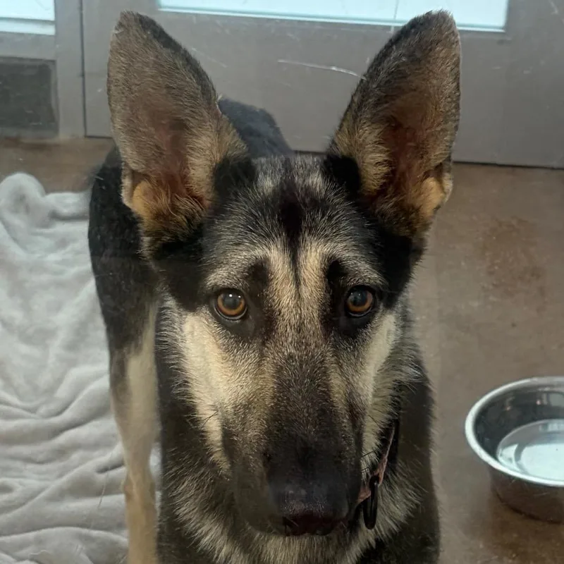 An adult medium-sized female Black German Shepherd Dog dog named Gamora for adoption in Middletown, RI