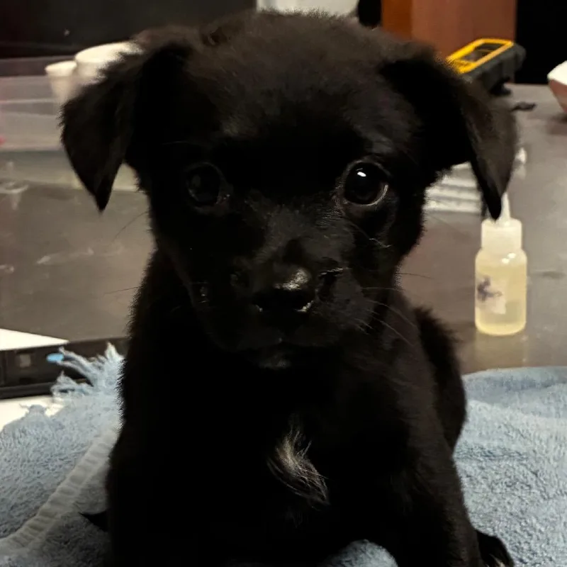 A baby small-sized female Black Chihuahua dog named Willow for adoption in Yuma, AZ