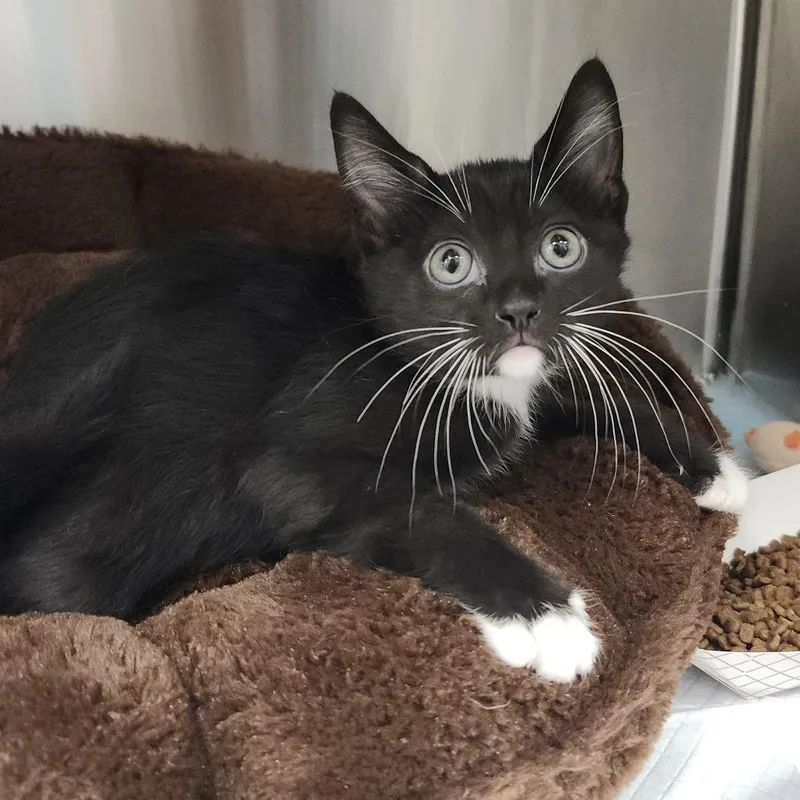 A baby small-sized female Black Domestic Short Hair cat named Macchiato for adoption in Clearwater, FL