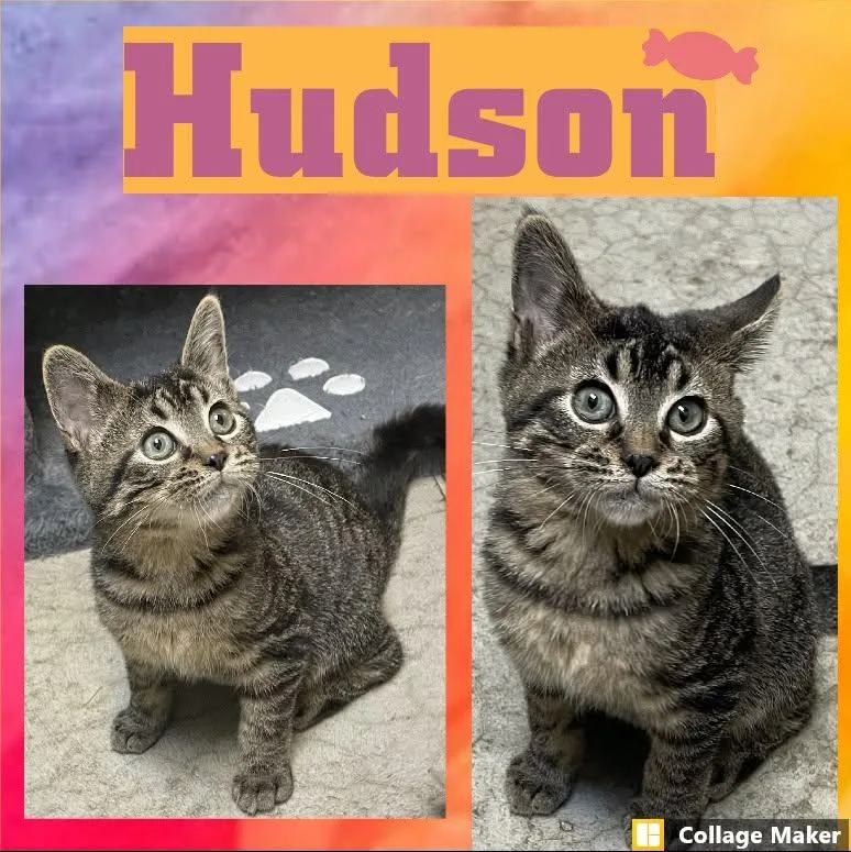 A young medium-sized male Domestic Short Hair cat named Hudson for adoption in Clearfield, PA