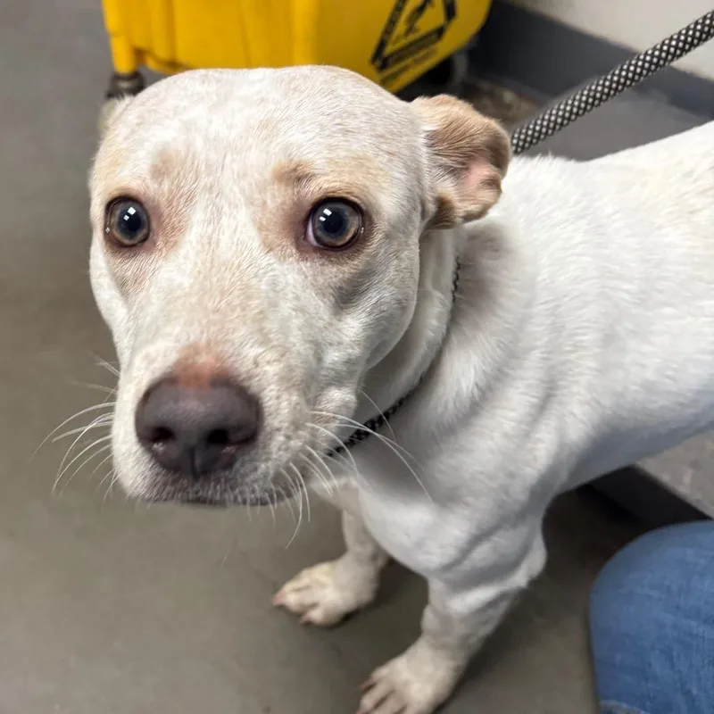 An adult medium-sized female White / Cream Jack Russell Terrier dog named Charlie for adoption in Yuma, AZ