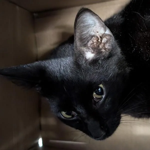 A young small-sized female Domestic Short Hair cat named Boulder for adoption in Des Moines, IA