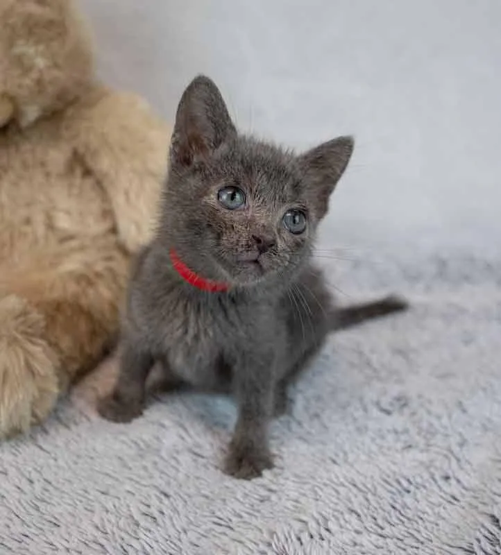 A baby medium-sized male Domestic Short Hair cat named George for adoption in Kennesaw, GA