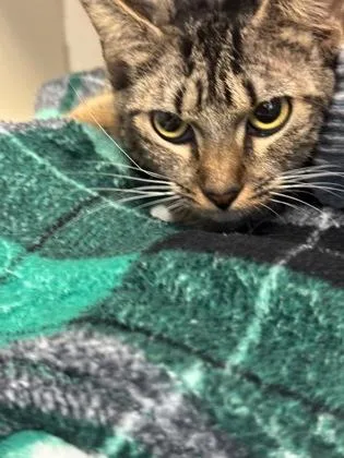 An adult large-sized female Domestic Short Hair cat named Froja for adoption in Chamblee, GA