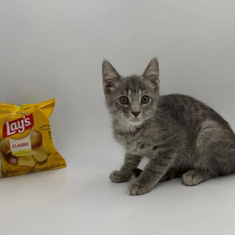 A baby medium-sized female Domestic Short Hair cat named Lay's for adoption in State College, PA
