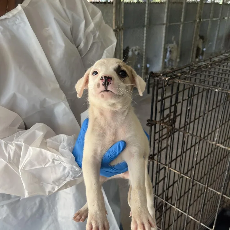 A baby small-sized male White / Cream Shepherd dog named Wayne for adoption in Edinburg, TX