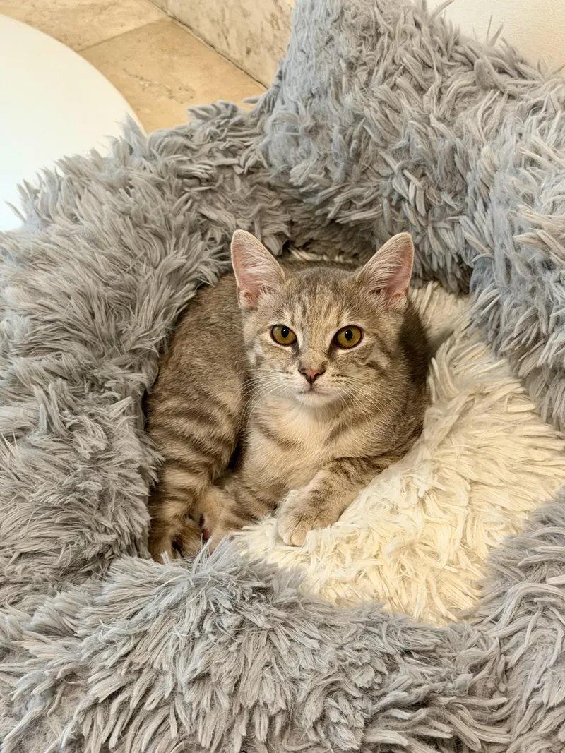 A baby medium-sized female Tabby (Buff / Tan / Fawn) Domestic Short Hair cat named Celeste for adoption in Manhasset, NY
