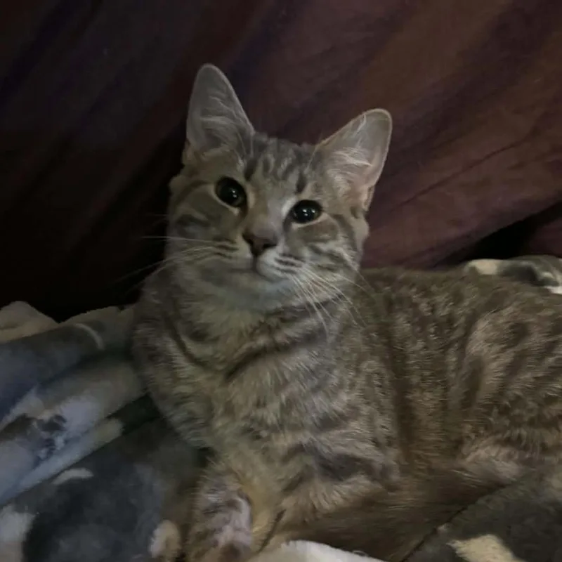 A baby small-sized female Brown / Chocolate Domestic Short Hair cat named Mephala for adoption in Inwood, WV