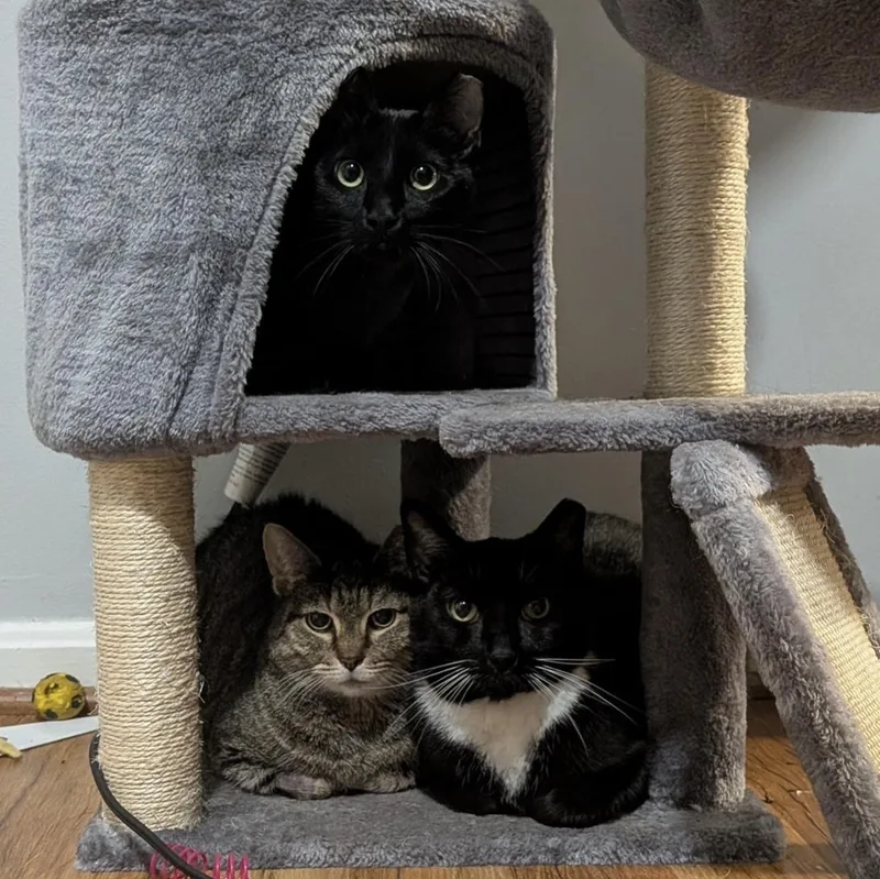 An adult medium-sized female Domestic Short Hair cat named Strega Nona for adoption in Alexandria, VA