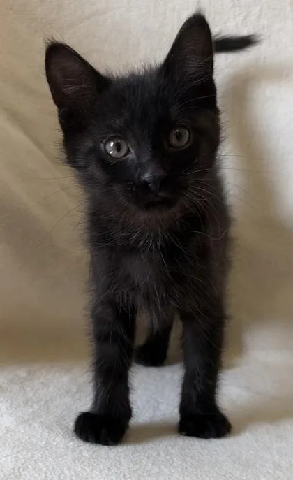 A young medium-sized male Domestic Short Hair cat named Wallabee for adoption in Buffalo, MN