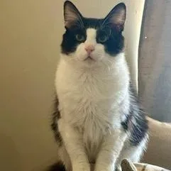 A young large-sized male Black & White / Tuxedo Domestic Long Hair cat named Gojo for adoption in Hamilton, GA