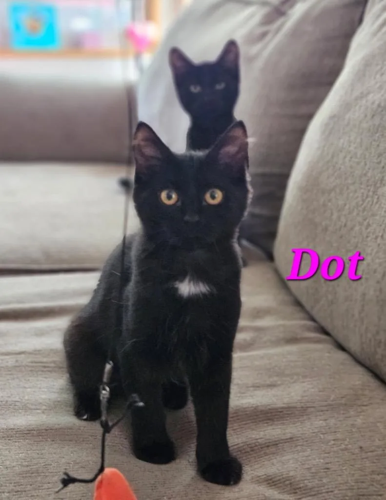 A baby medium-sized female Domestic Short Hair cat named Dot for adoption in Shelton, WA