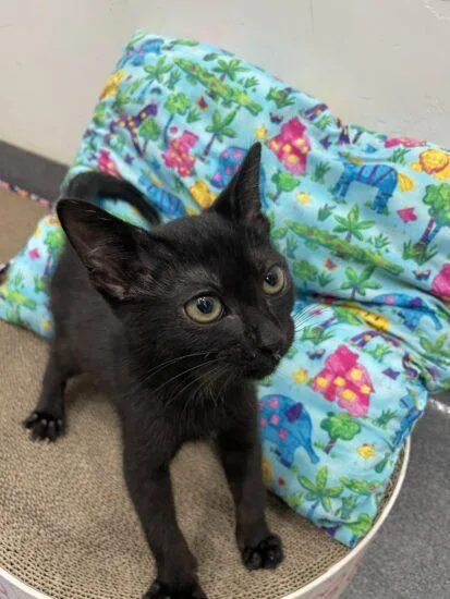 A baby small-sized female Black Domestic Short Hair cat named Luna for adoption in Encinitas, CA