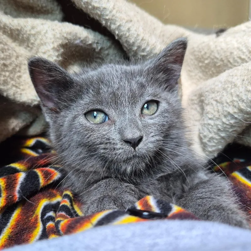 A baby small-sized male Gray / Blue / Silver Domestic Short Hair cat named Persimmon for adoption in Lexington, KY