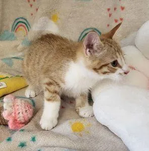 A young medium-sized male Domestic Short Hair cat named Chase for adoption in Bucyrus, OH