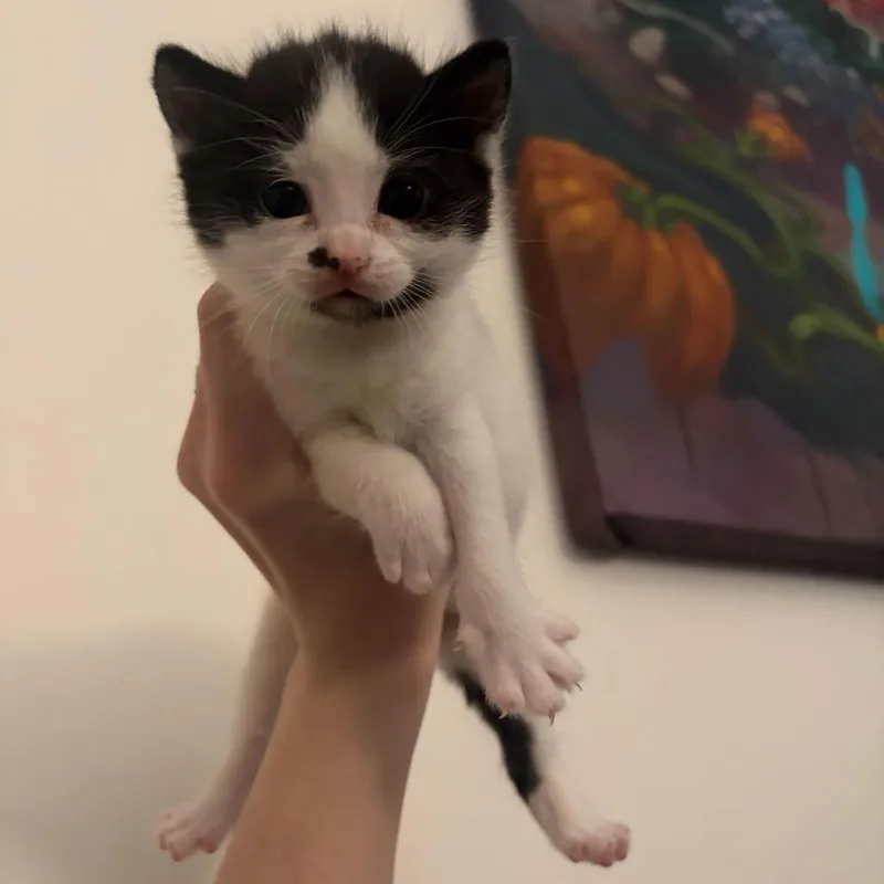 A baby small-sized female White Domestic Short Hair cat named Oolong for adoption in New York, NY