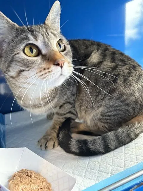 A young small-sized female Domestic Short Hair cat named Marge for adoption in Westminster, MD
