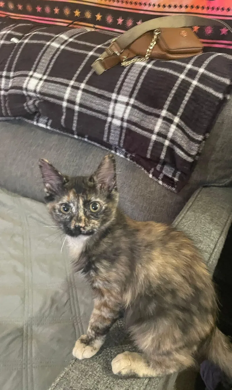 A baby medium-sized female Tortoiseshell Domestic Medium Hair cat named Regina for adoption in Tulsa, OK