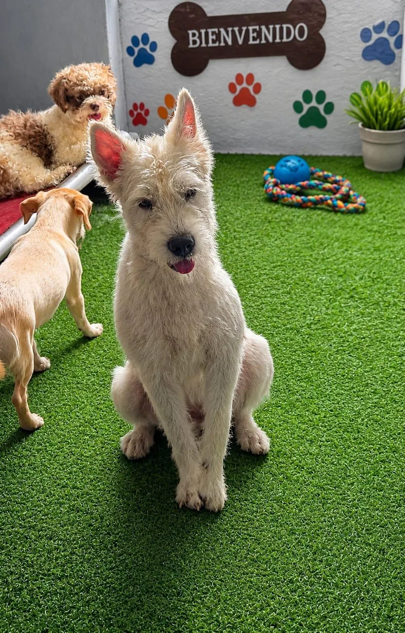 A young medium-sized male Apricot / Beige Terrier dog named Caillou for adoption in New York, NY