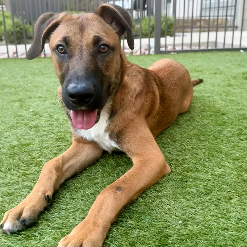 A baby medium-sized male German Shepherd Dog dog named Dodger for adoption in Krum, TX