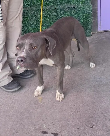 An adult medium-sized female Gray / Blue / Silver Pit Bull Terrier dog named Pot Roast for adoption in El Paso, TX