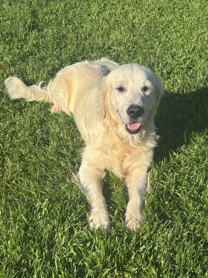An adult large-sized male Golden Retriever dog named Alvin  $ for adoption in Milwaukee, WI