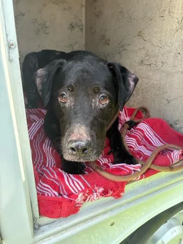 An adult large-sized male Mixed Breed dog named Timmy for adoption in West Palm Beach, FL