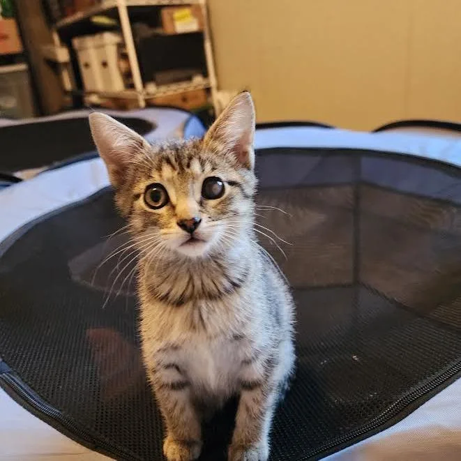 A baby small-sized female Brown / Chocolate Domestic Short Hair cat named Gumball for adoption in South Elgin, IL