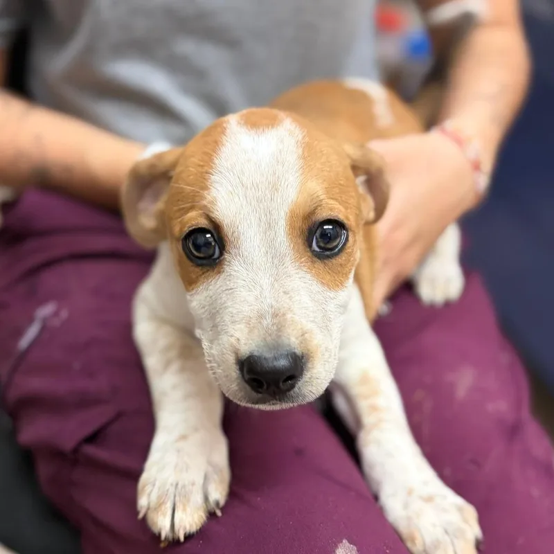 A baby small-sized male Brown / Chocolate Mixed Breed dog named Snickerdoodle for adoption in Ardmore, OK