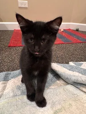 A baby medium-sized female Black Domestic Short Hair cat named Lola for adoption in Mokena, IL
