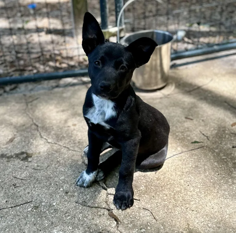 A baby small-sized female Australian Cattle Dog / Blue Heeler dog named Evie for adoption in Parrish, FL