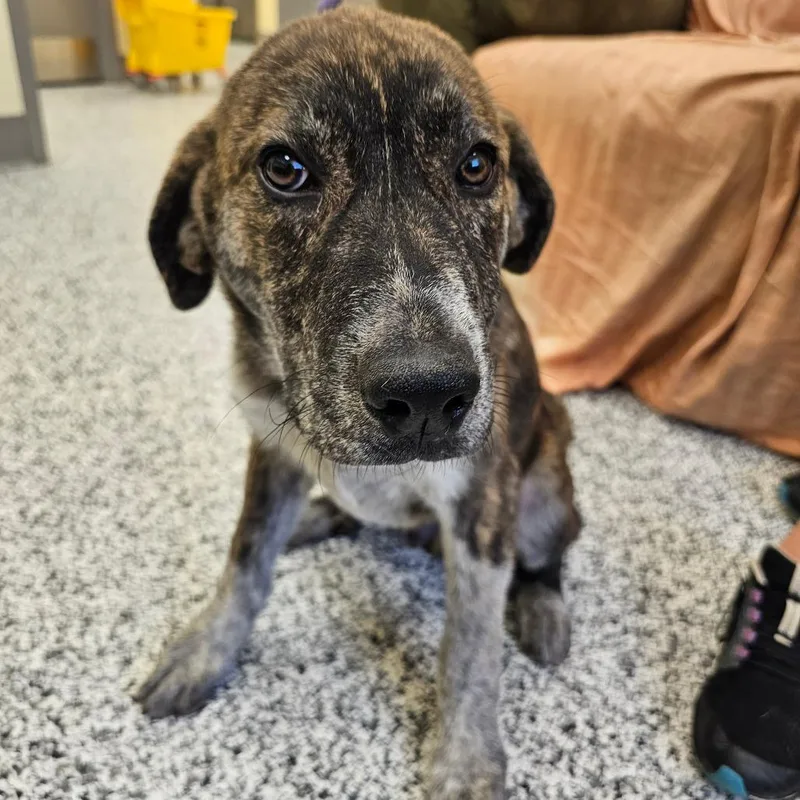 A baby medium-sized male Brindle Anatolian Shepherd dog named Gibson for adoption in Madisonville, TN